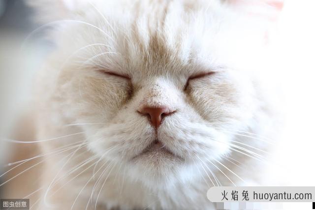 猫咪大便正常但是带血(猫咪大便正常但是带血怎么治疗)