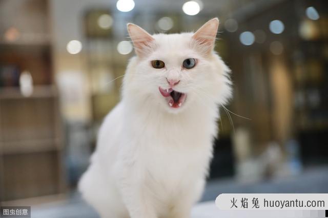 猫咪大便正常但是带血(猫咪大便正常但是带血怎么治疗)