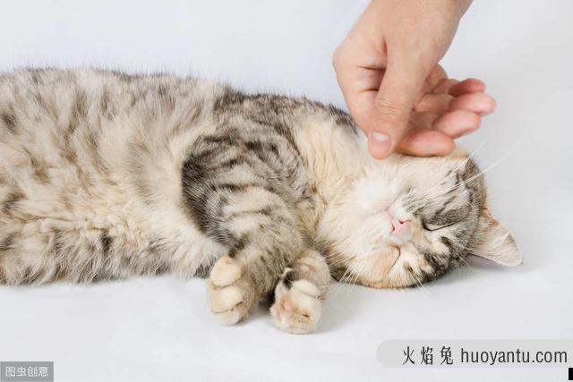 猫咪大便正常但是带血(猫咪大便正常但是带血怎么治疗)