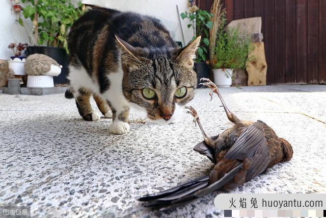 猫咪大便正常但是带血(猫咪大便正常但是带血怎么治疗)