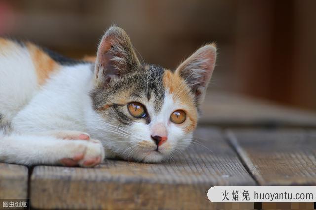 猫咪大便正常但是带血(猫咪大便正常但是带血怎么治疗)