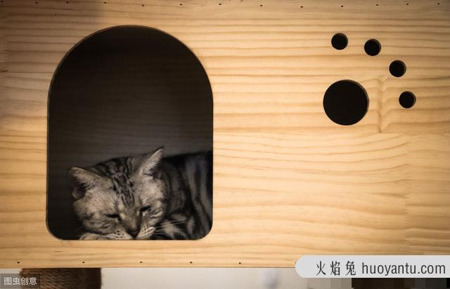 猫咪大便正常但是带血(猫咪大便正常但是带血怎么治疗)