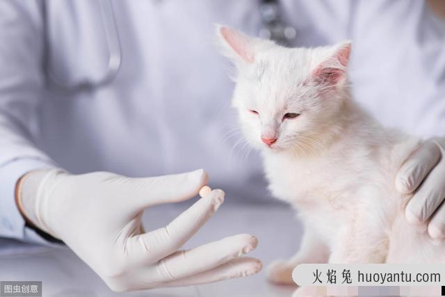 猫咪大便正常但是带血(猫咪大便正常但是带血怎么治疗)