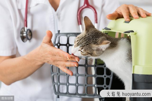 猫咪大便正常但是带血(猫咪大便正常但是带血怎么治疗)