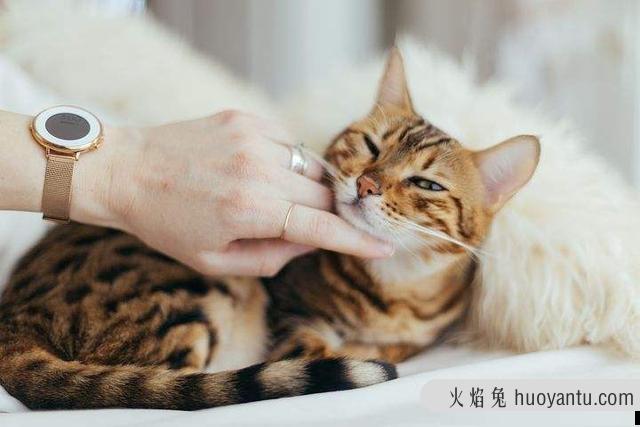 怎么教出一只粘人的猫来(怎么教出一只粘人的猫咪)