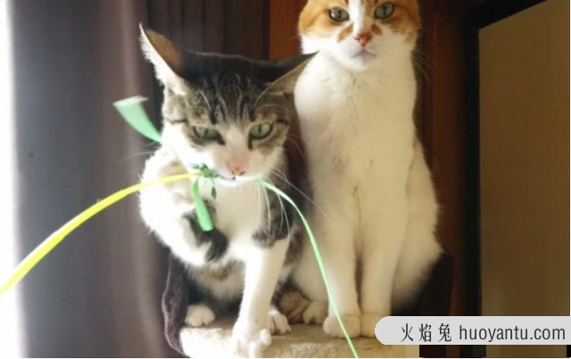 初学者养猫注意事项(初学者养猫注意事项有哪些?)