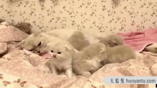 用纸箱做猫咪产房图解(怎么用纸箱子做猫产房)