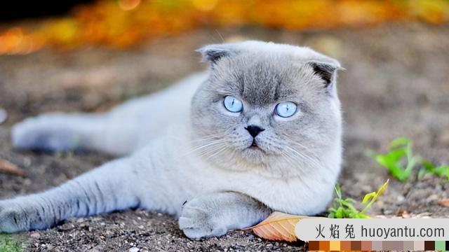 折耳猫什么姿势是犯病状态(折耳猫什么姿势是犯病图片)