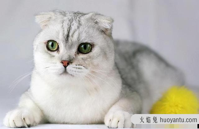 折耳猫什么姿势是犯病状态(折耳猫什么姿势是犯病图片)