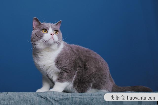 英短蓝猫认主人的表示(英短蓝猫认主人的表现)