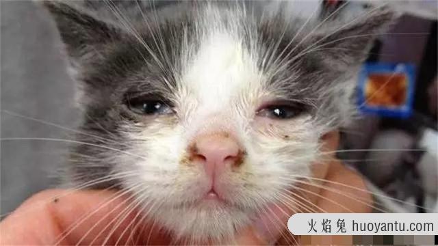 怎么区分猫鼻支和感冒(怎么区分猫鼻支和感冒的区别)