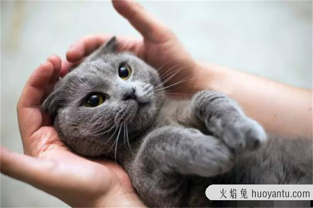 怎么区分猫鼻支和感冒(怎么区分猫鼻支和感冒的区别)