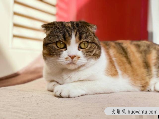 怎么区分猫鼻支和感冒(怎么区分猫鼻支和感冒的区别)