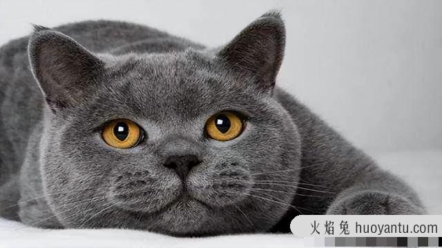 最全的猫品种图片(最全的猫品种图片大全)