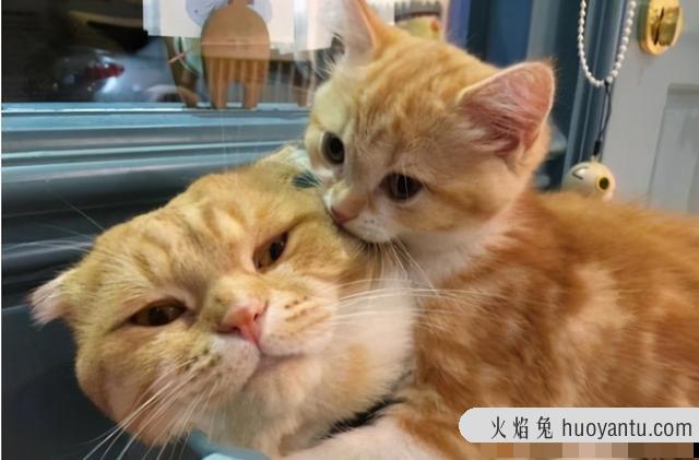 大猫会咬死新来小猫吗(大猫为啥咬新来的小猫)