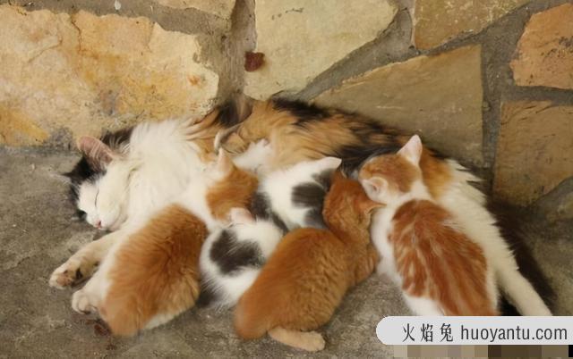 大猫会咬死新来小猫吗(大猫为啥咬新来的小猫)