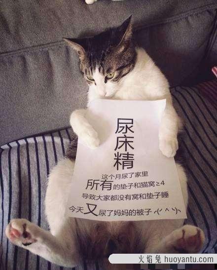 买不起猫砂用什么代替(家里没猫砂了用什么代替)