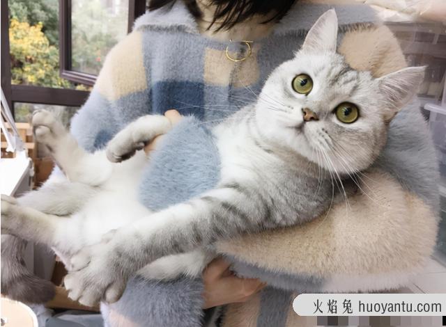 女性养公猫还是母猫好(女性养公猫还是母猫好一点)