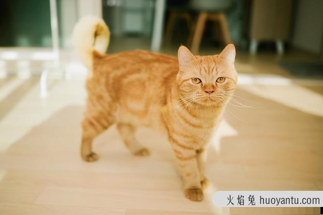 猫的尾巴竖起来是为什么(猫咪尾巴竖起来怎么回事)