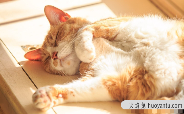 猫咪多大算成猫(十二个月左右)