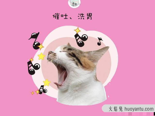 猫中毒了怎么快速解毒(猫中毒了怎么快速解毒小妙招)