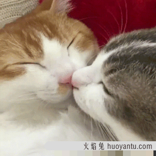 猫咪鼻子湿是怎么回事(猫咪鼻子湿是正常的吗)