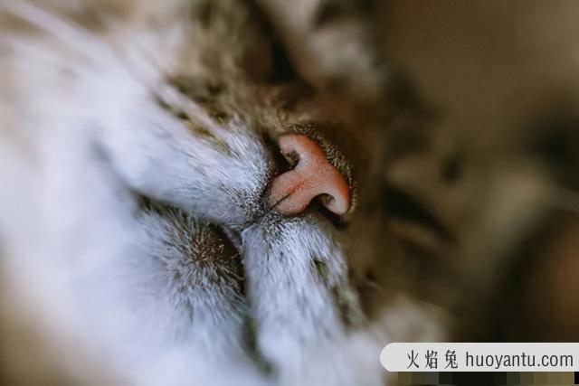 猫咪鼻子湿是怎么回事(猫咪鼻子湿是正常的吗)