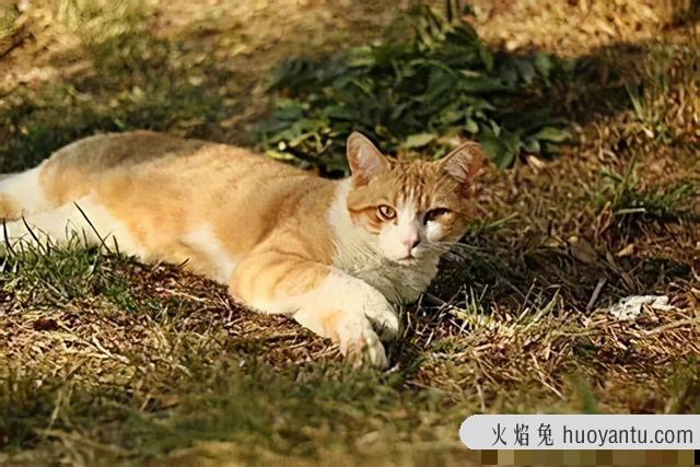 猫咪鼻子湿是怎么回事(猫咪鼻子湿是正常的吗)