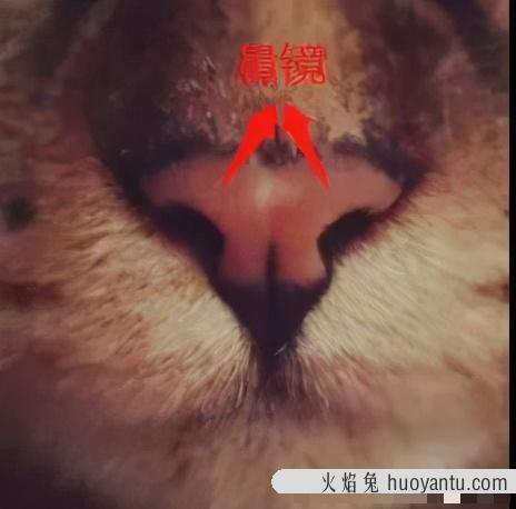 猫咪鼻子湿是怎么回事(猫咪鼻子湿是正常的吗)