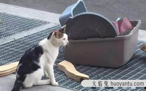 猫被遗弃猫自己知道么(猫被遗弃自己知道吗)