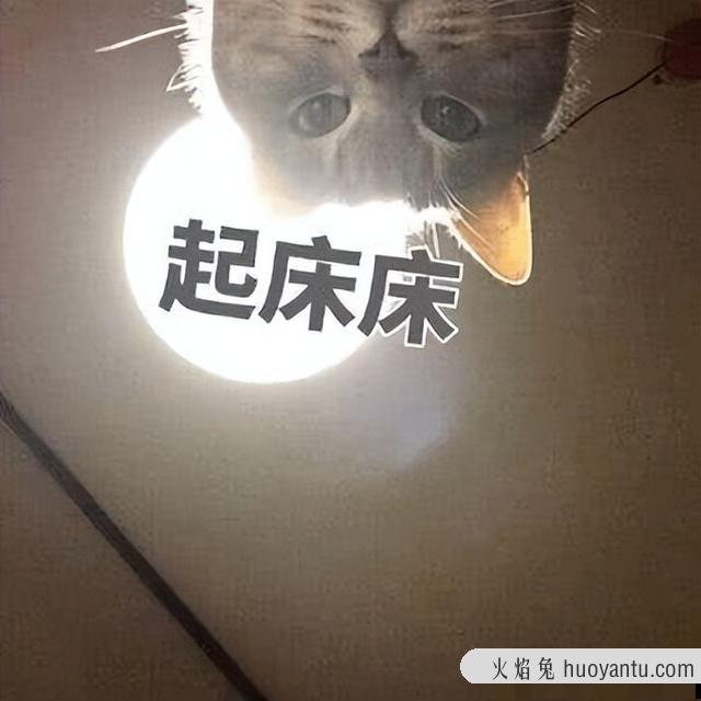 防止猫咪每天早上叫唤(防止猫咪每天早上叫唤的办法)