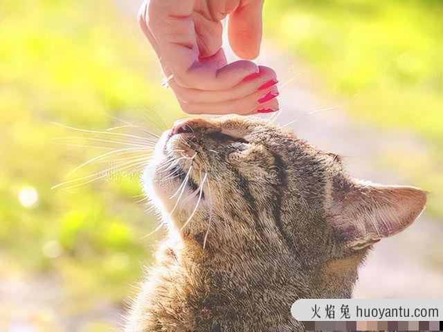 防止猫咪每天早上叫唤(防止猫咪每天早上叫唤的办法)