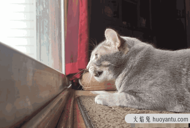 防止猫咪每天早上叫唤(防止猫咪每天早上叫唤的办法)