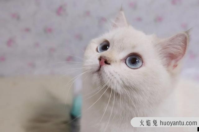 猫故意把大便拉在外面(猫故意把屎拉在外面)