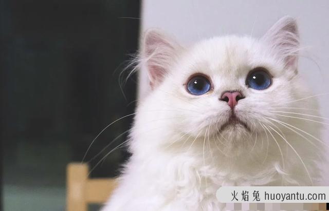 猫故意把大便拉在外面(猫故意把屎拉在外面)