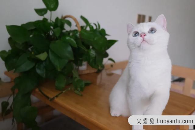 猫故意把大便拉在外面(猫故意把屎拉在外面)