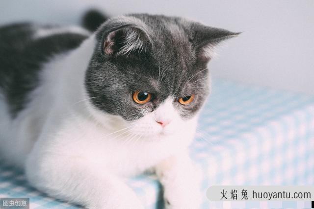 小猫肚子很圆还一直吃怎么办(刚出生的小猫肚子很圆还一直吃)