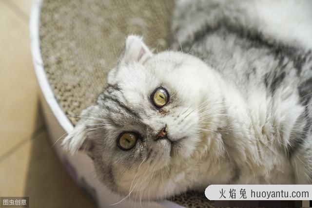 小猫肚子很圆还一直吃怎么办(刚出生的小猫肚子很圆还一直吃)