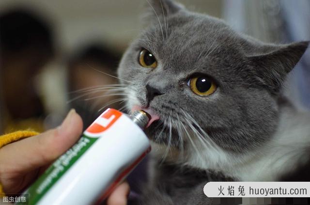 小猫肚子很圆还一直吃怎么办(刚出生的小猫肚子很圆还一直吃)