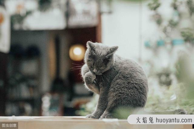 小猫肚子很圆还一直吃怎么办(刚出生的小猫肚子很圆还一直吃)