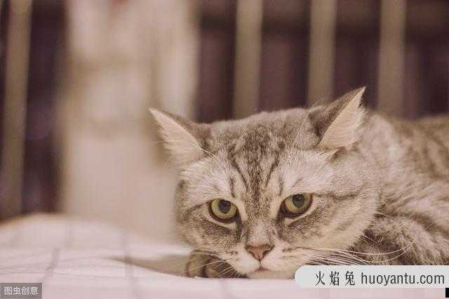 小猫肚子很圆还一直吃怎么办(刚出生的小猫肚子很圆还一直吃)