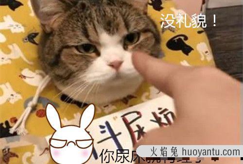 猫尿床是因为什么原因引起的(猫尿床是怎么回事)