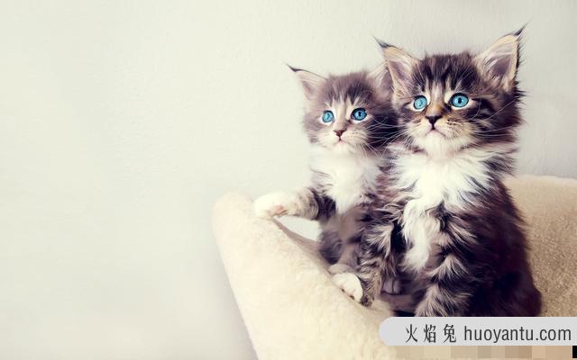 猫尿床是因为什么原因引起的(猫尿床是怎么回事)