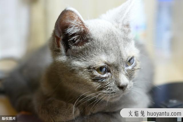 猫咪眼睛流脓会自愈吗(猫咪眼睛发脓了怎么办)