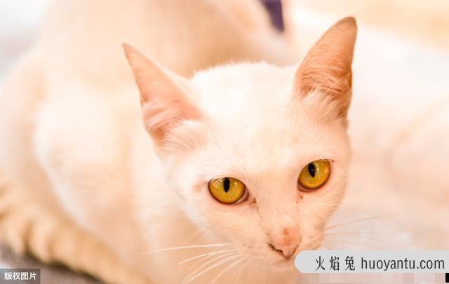 猫咪眼睛流脓会自愈吗(猫咪眼睛发脓了怎么办)