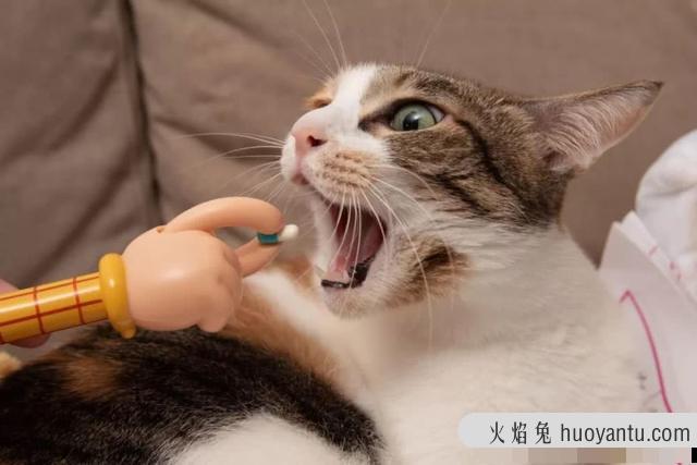 猫传腹是什么病(猫传腹是什么病毒引起的)