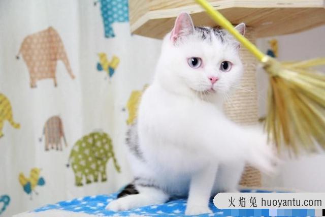 猫传腹是什么病(猫传腹是什么病毒引起的)