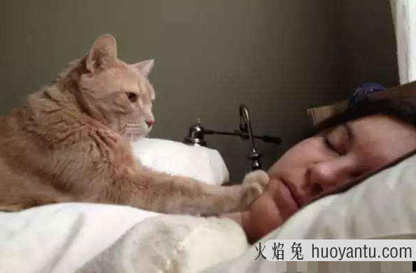 猫为啥喜欢凑人脸上闻(猫为啥喜欢凑人脸上闻来闻去)