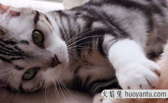 猫鼻支的家庭治疗方法(猫鼻支最有效治疗方法)