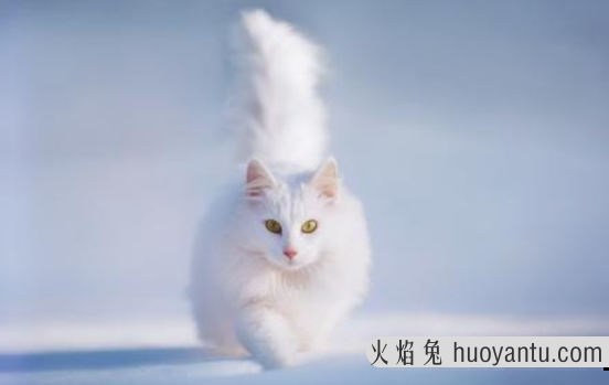 猫鼻支的家庭治疗方法(猫鼻支最有效治疗方法)